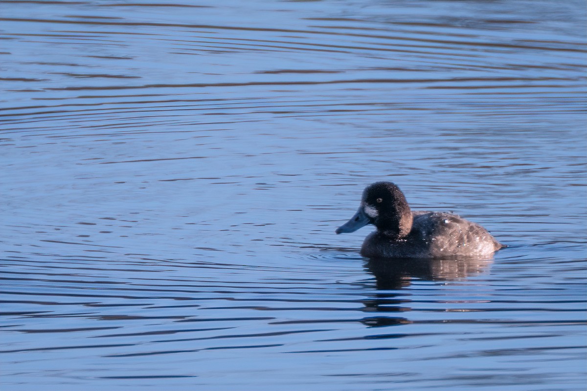 Чернь американська - ML646331591