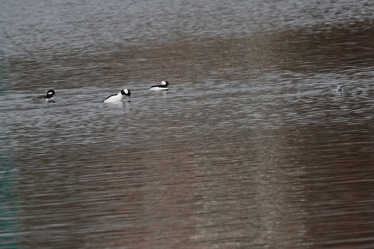 Bufflehead - ML646331592