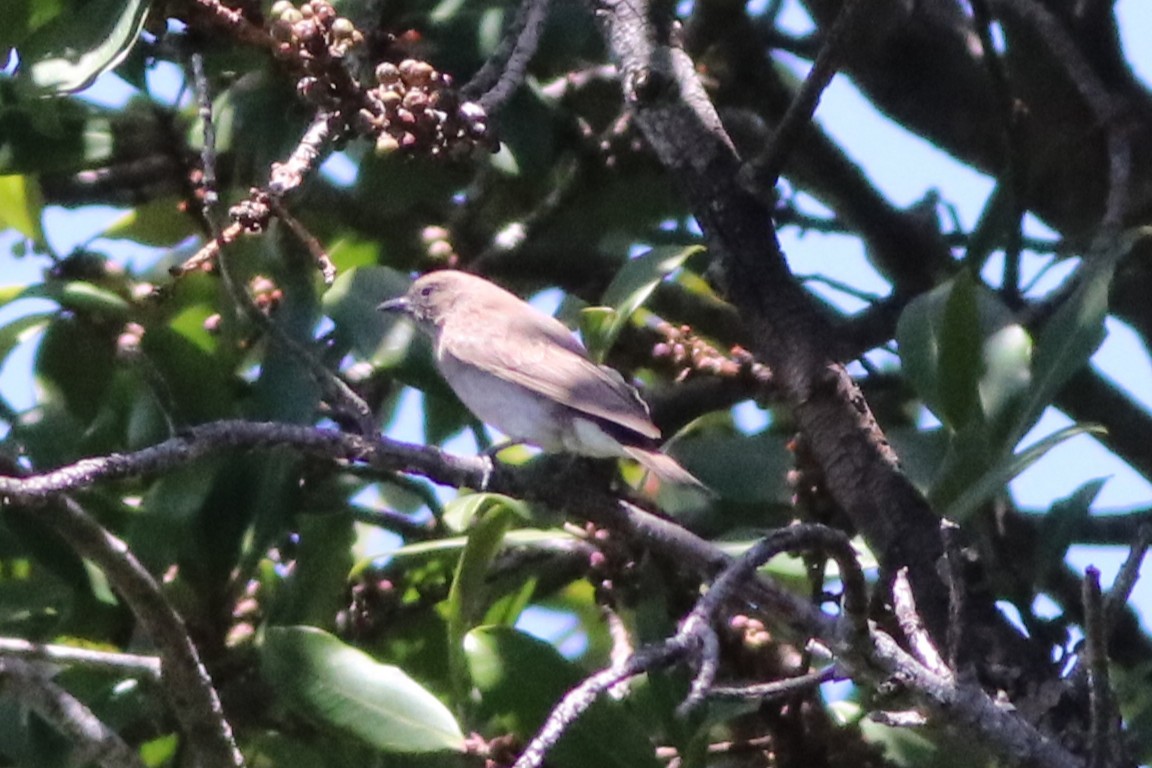 Brown-backed Honeybird - ML646331593