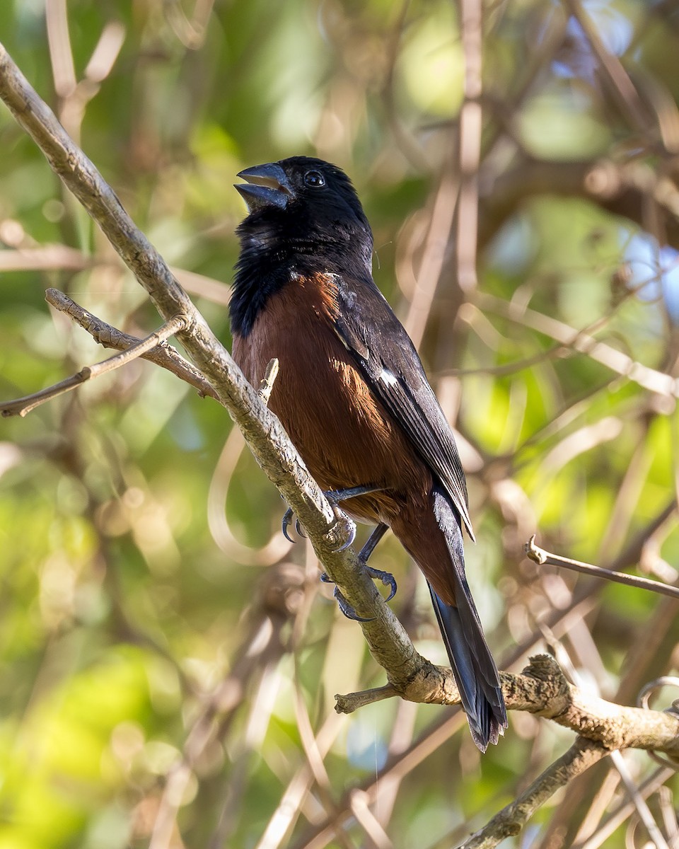 Chestnut-bellied Seed-Finch - ML646331594