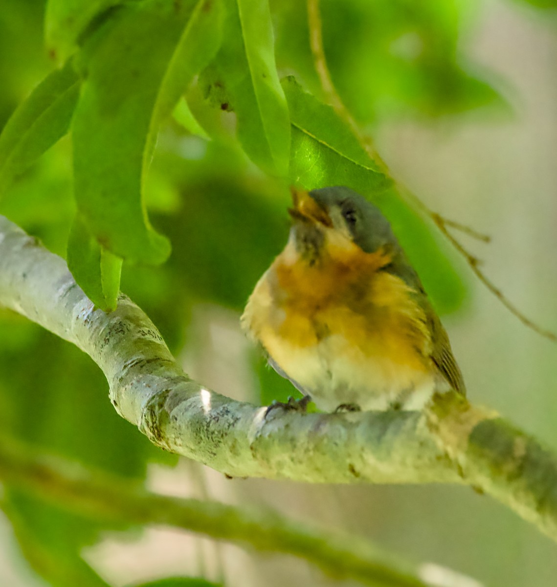 Australian Spectacled Monarch - ML646331596