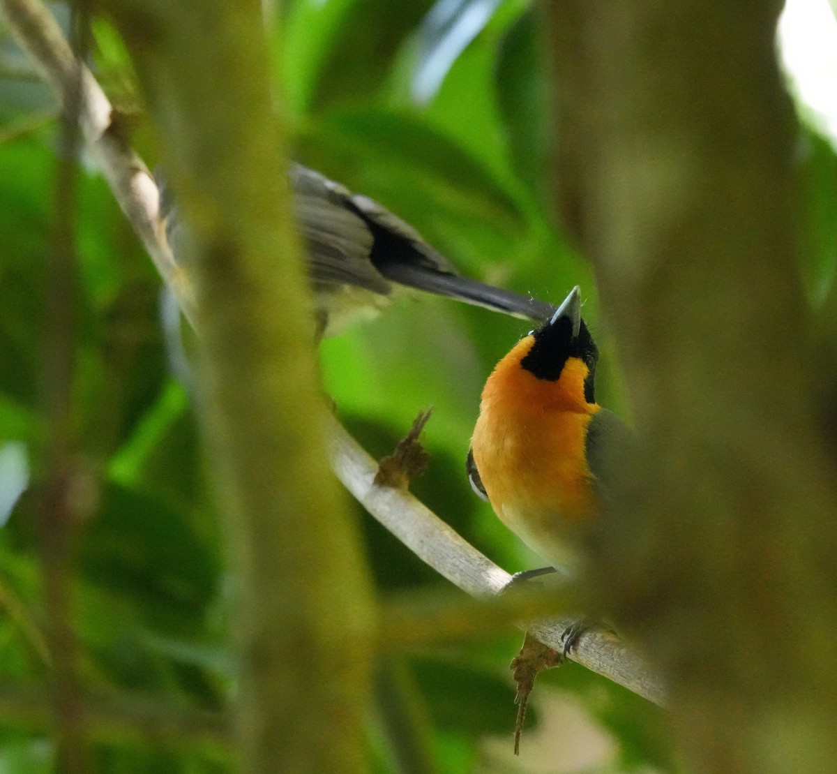 Australian Spectacled Monarch - ML646331597