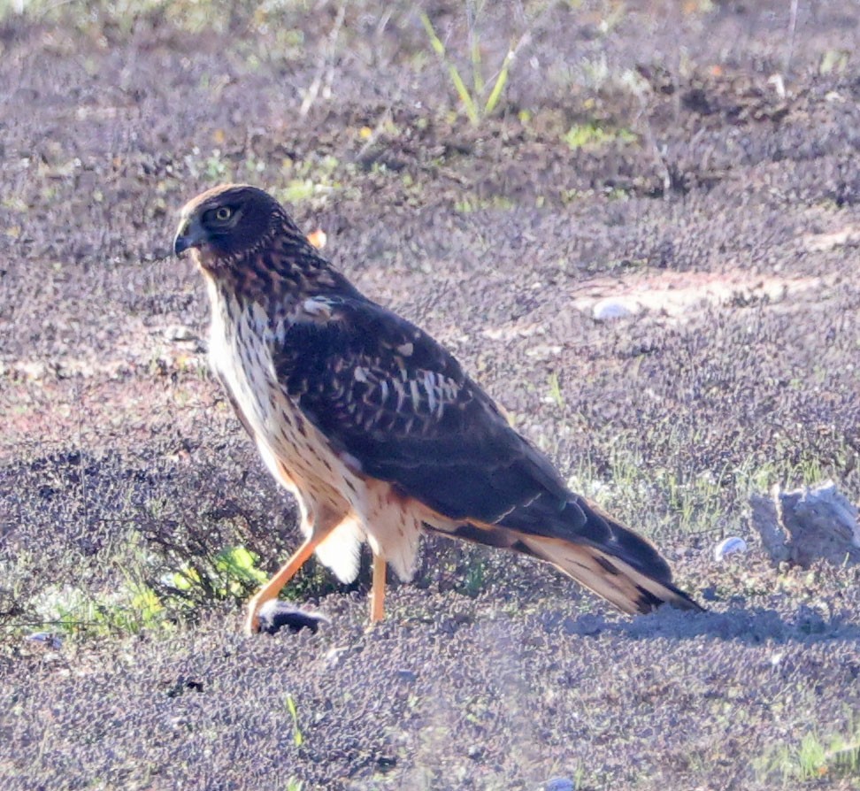 Northern Harrier - ML646331603