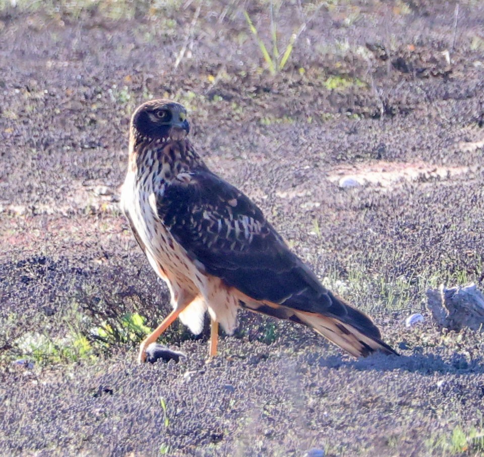 Northern Harrier - ML646331604