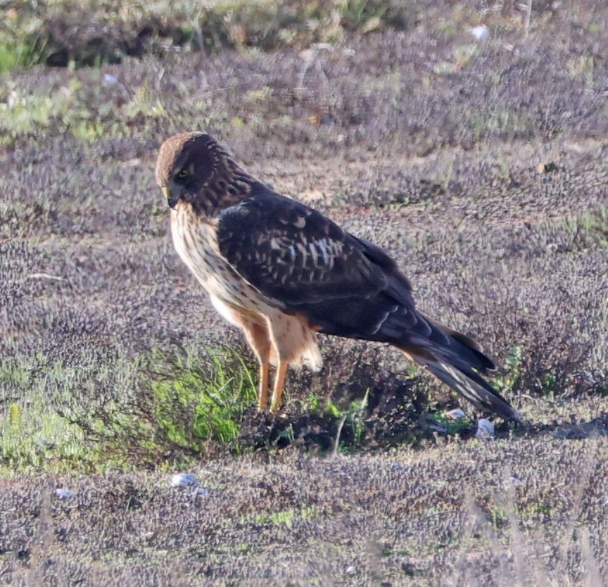 Northern Harrier - ML646331605