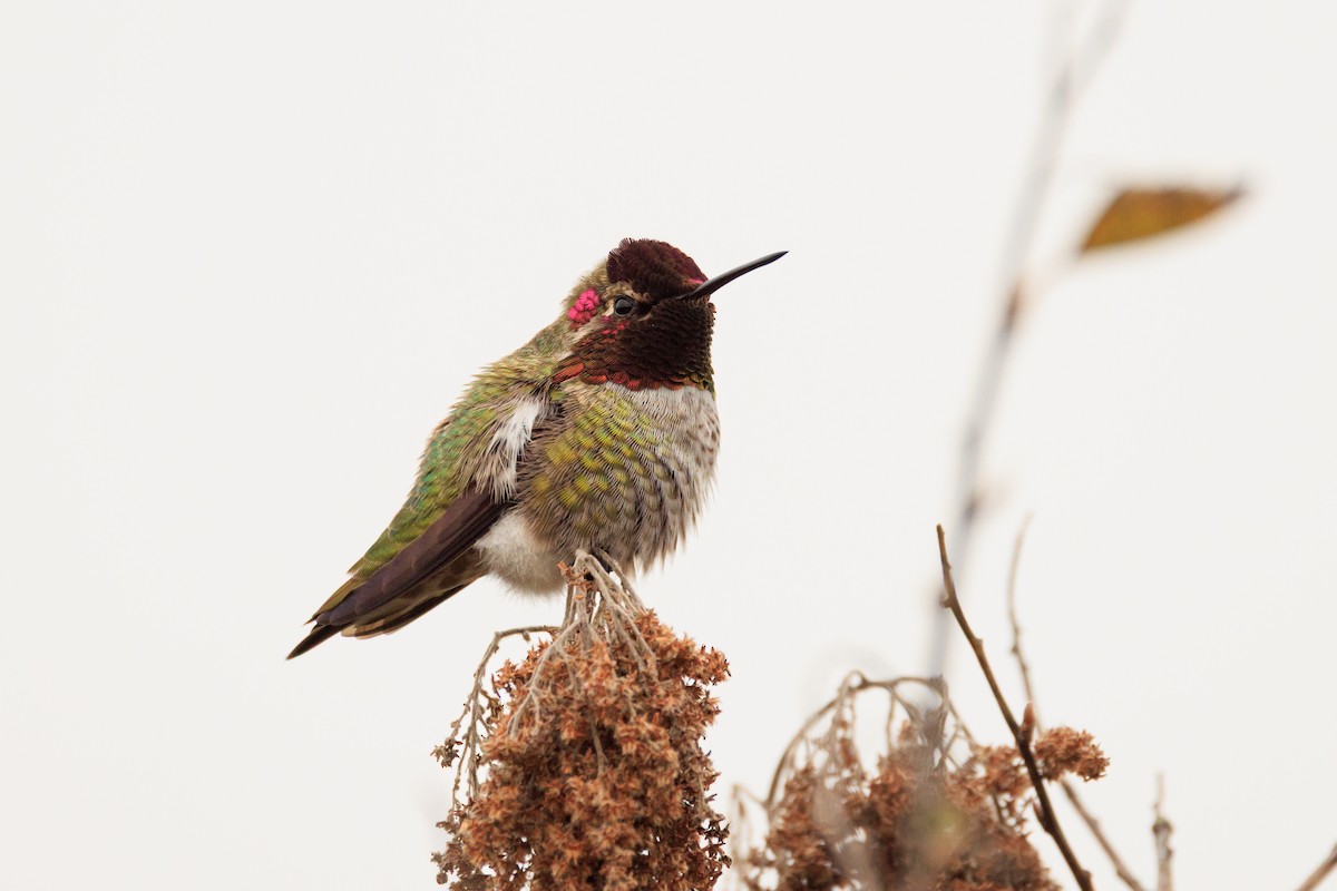Anna's Hummingbird - ML646331615
