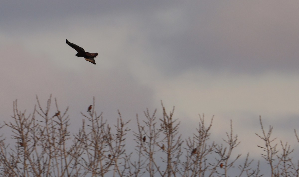 Тарлан сар - ML646331616