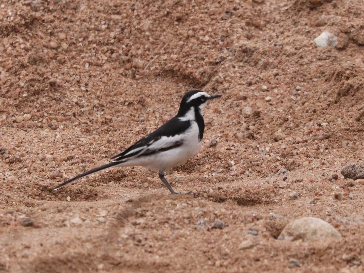 African Pied Wagtail - ML646331618