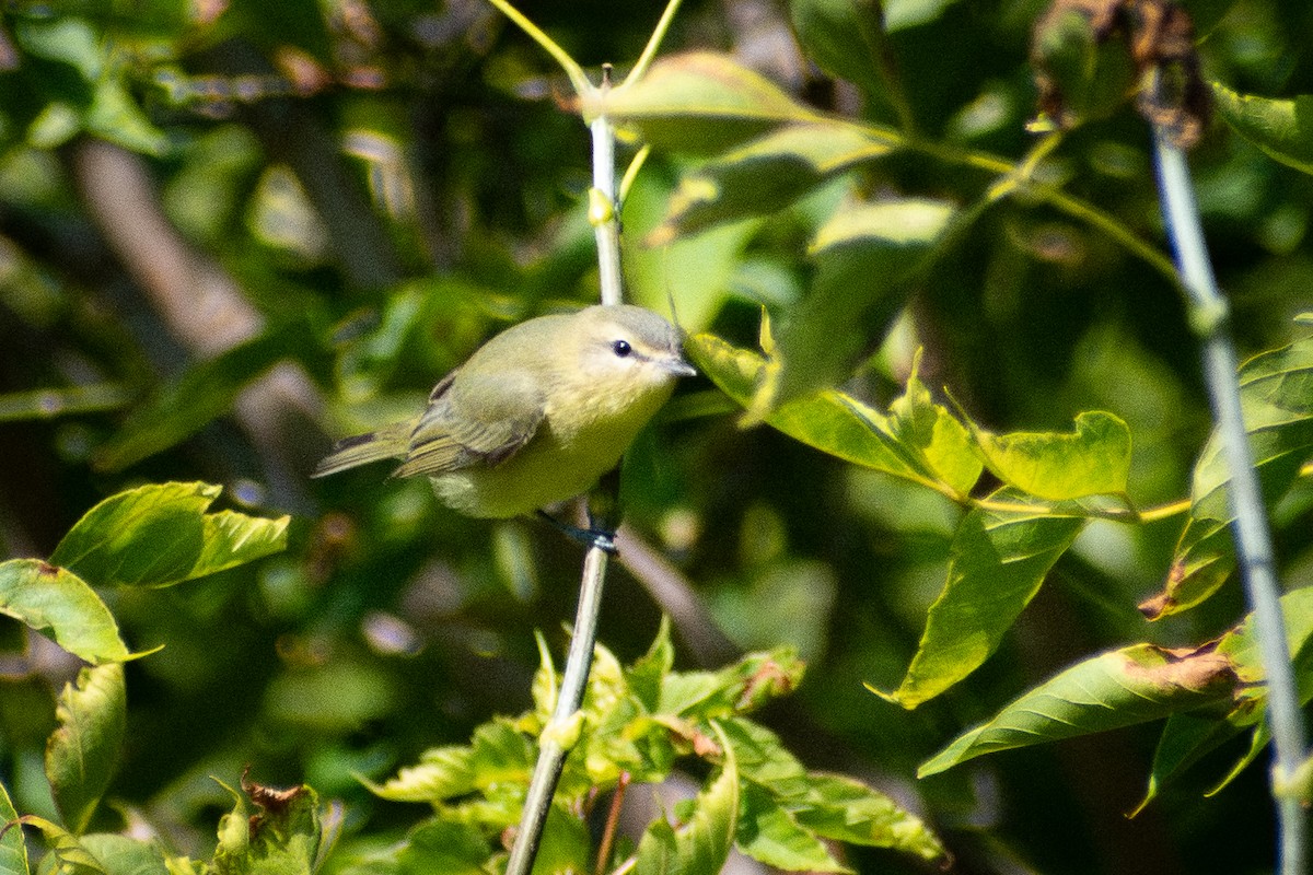 Bireo filadelfiarra - ML646331619