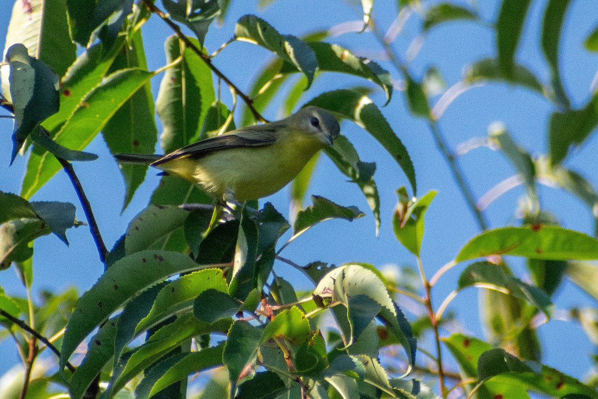 Bireo filadelfiarra - ML646331620