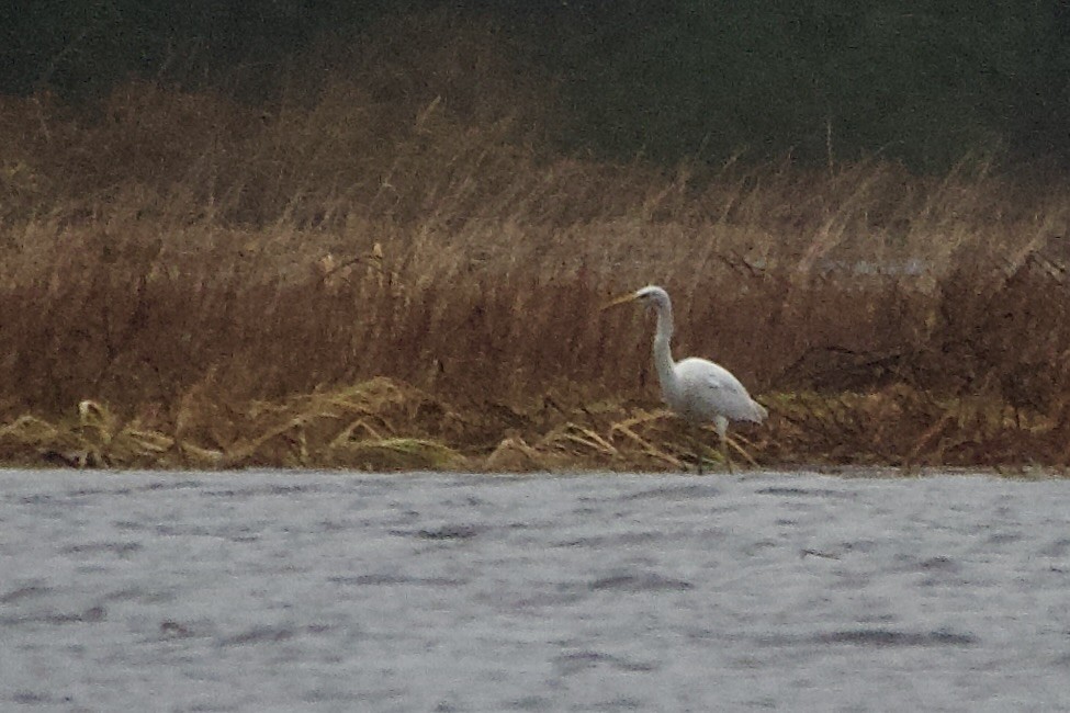 Great Egret - ML646331630