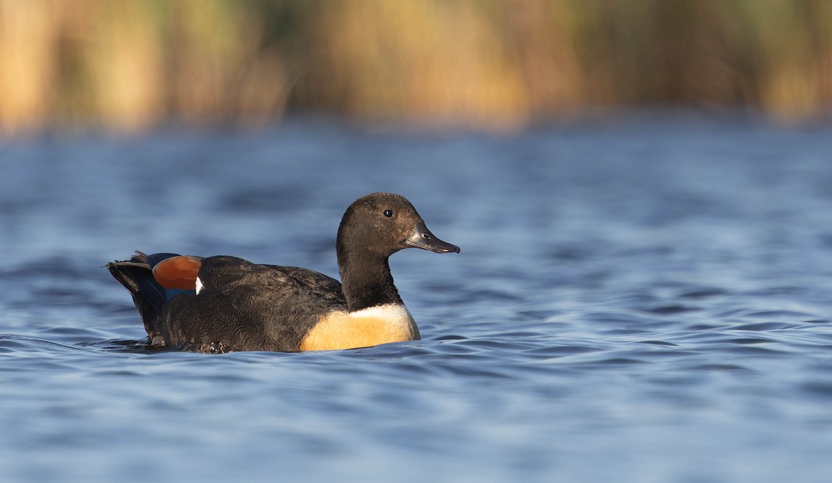 Галагаз австралійський - ML646331631