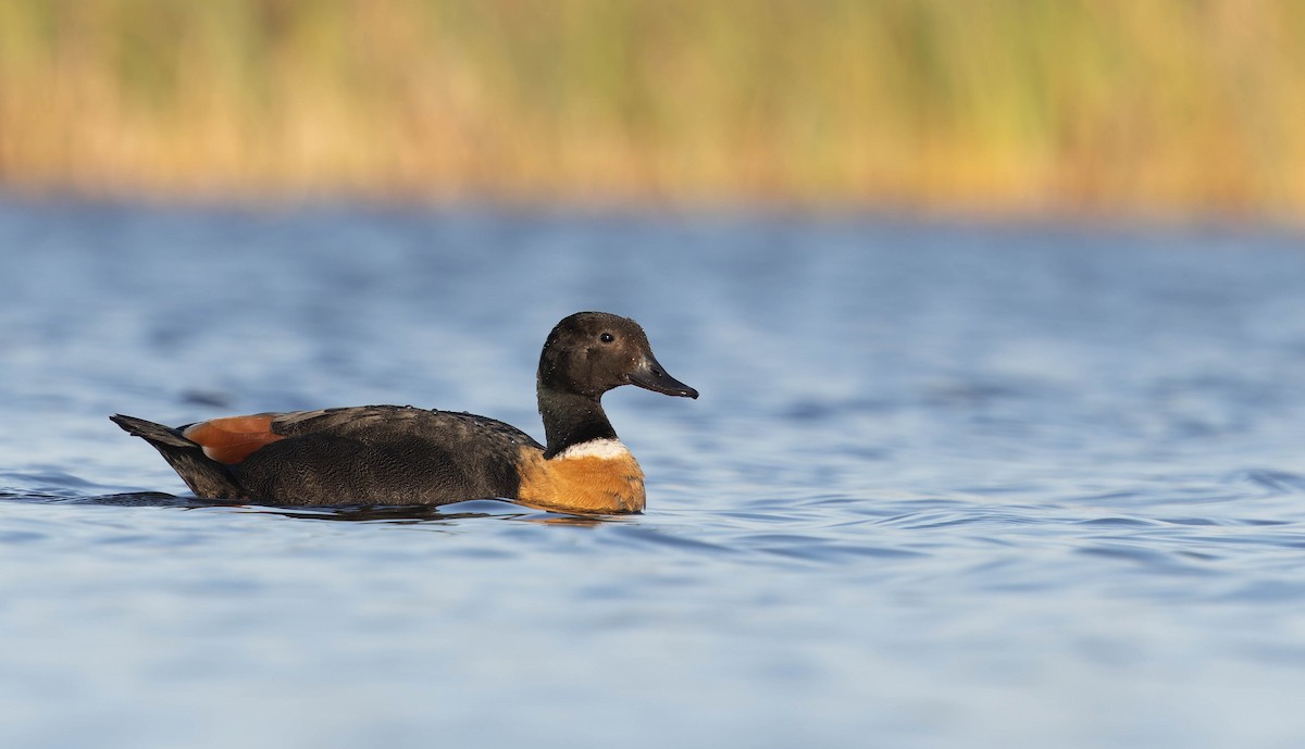 Галагаз австралійський - ML646331632