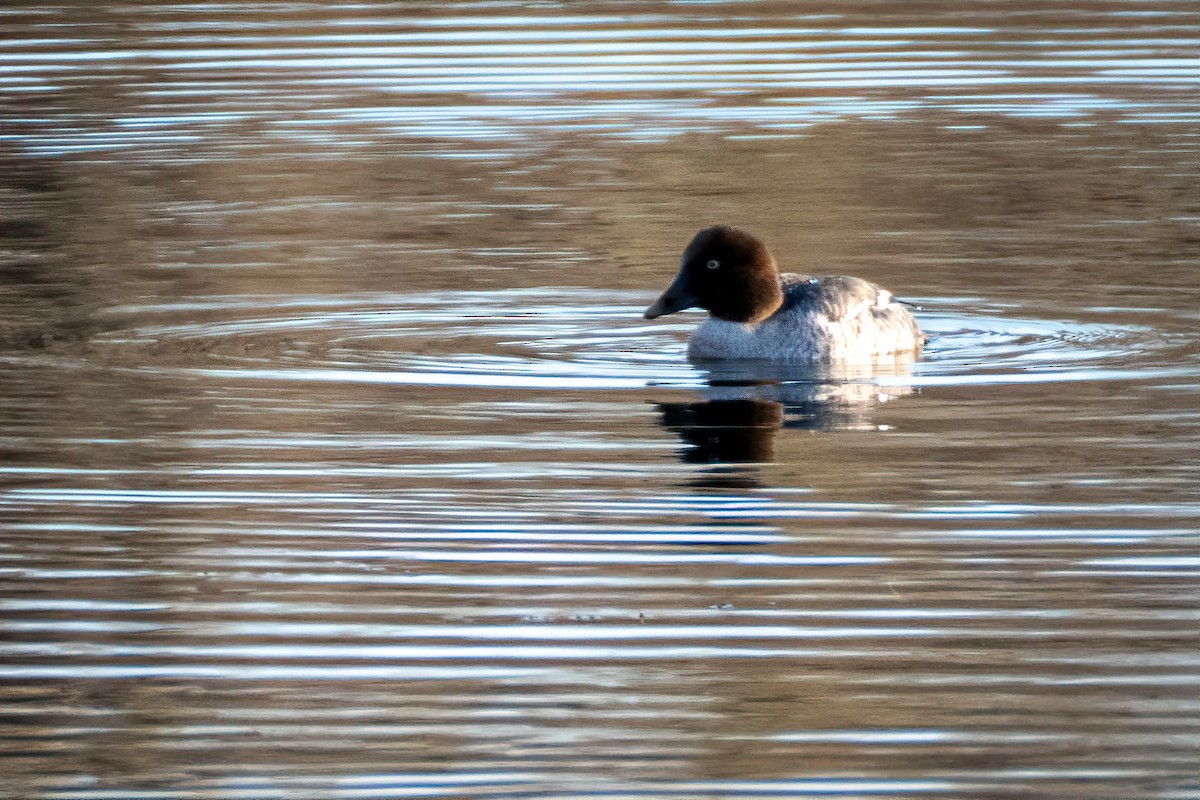 Гоголь зеленоголовий - ML646331655