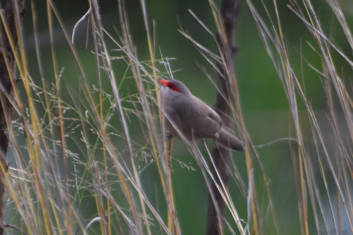 Common Waxbill - ML646331671
