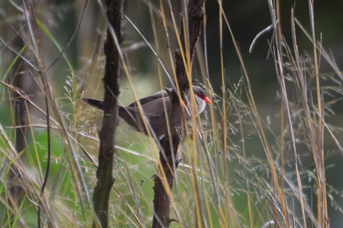 Common Waxbill - ML646331673