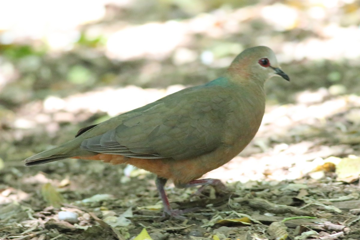 Lemon Dove - ML646331676