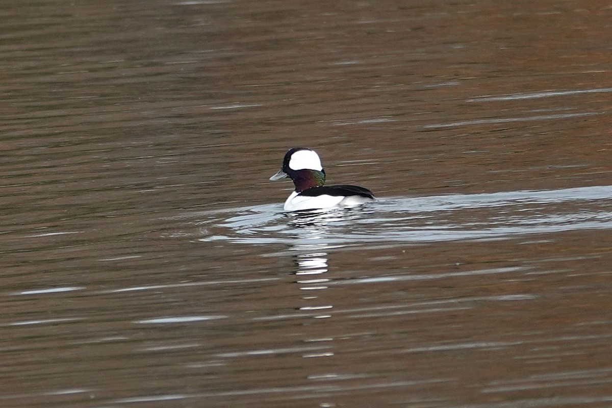 Bufflehead - ML646331677