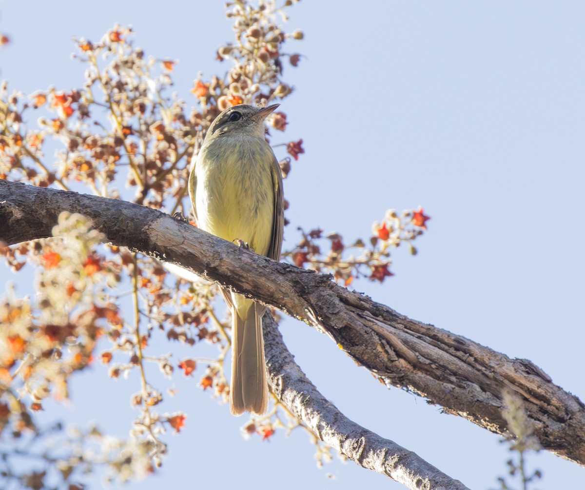 Greenish Elaenia - ML646331679