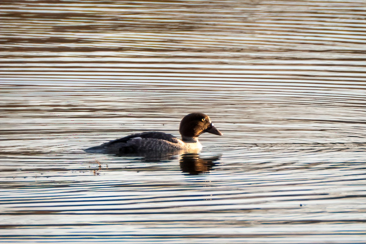 Гоголь зеленоголовий - ML646331680