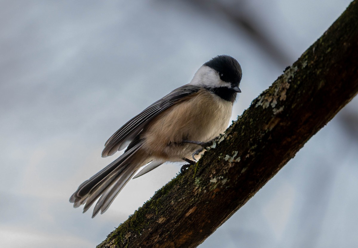 Black-capped Chickadee - ML646331681