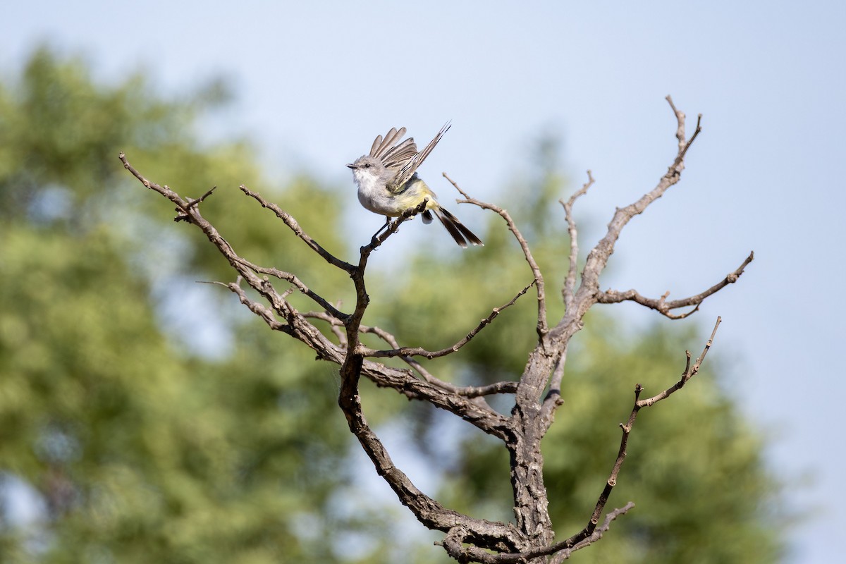 Chapada Flycatcher - ML646331683