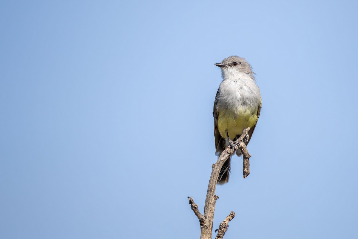 Chapada Flycatcher - ML646331684