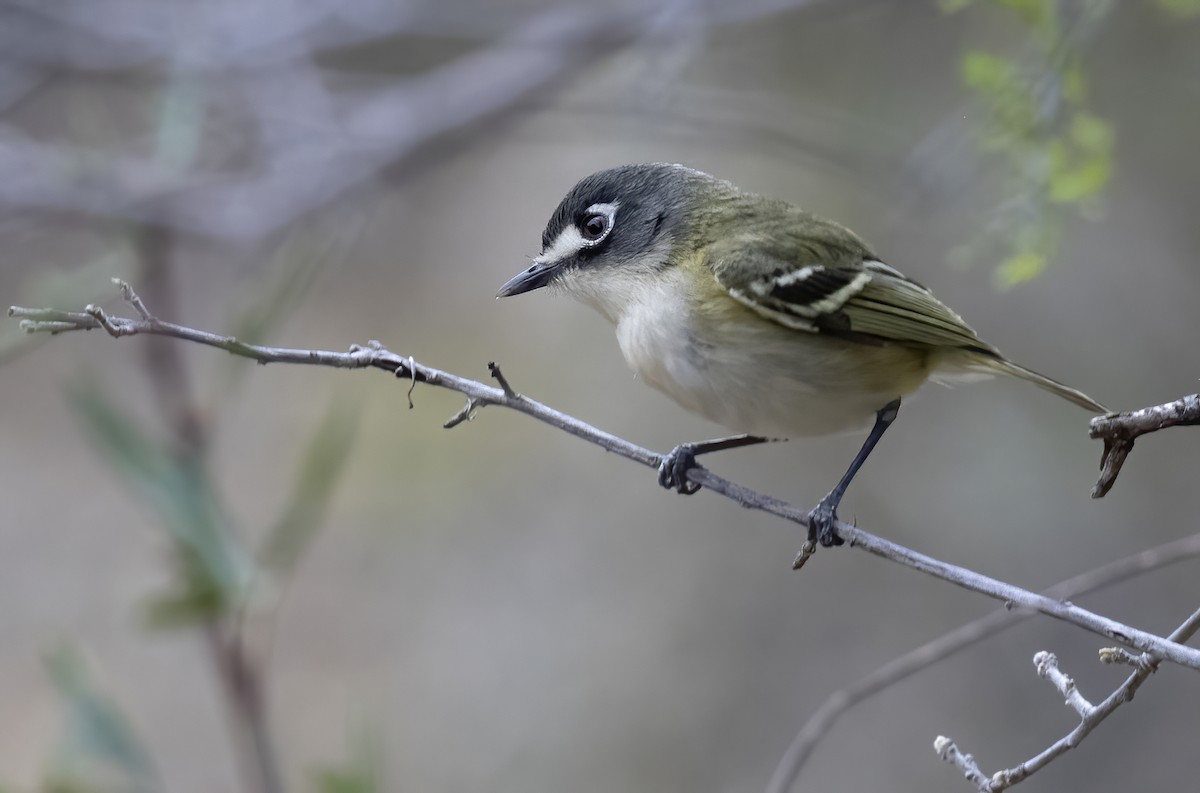 Black-capped Vireo - ML646331694