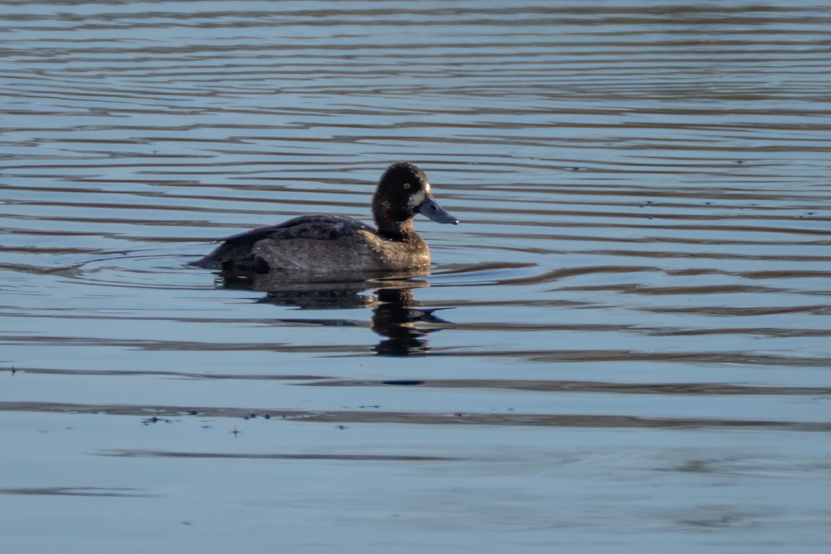 Чернь американська - ML646331698