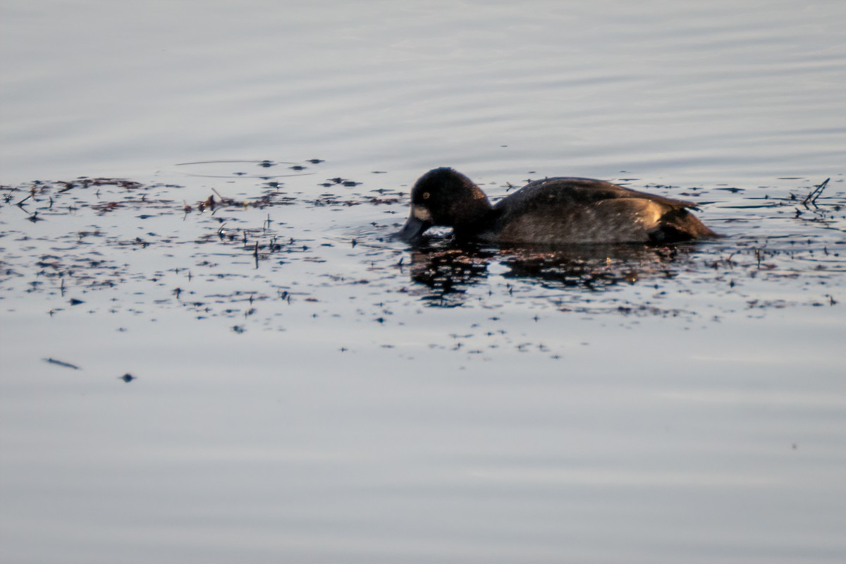 Чернь американська - ML646331699