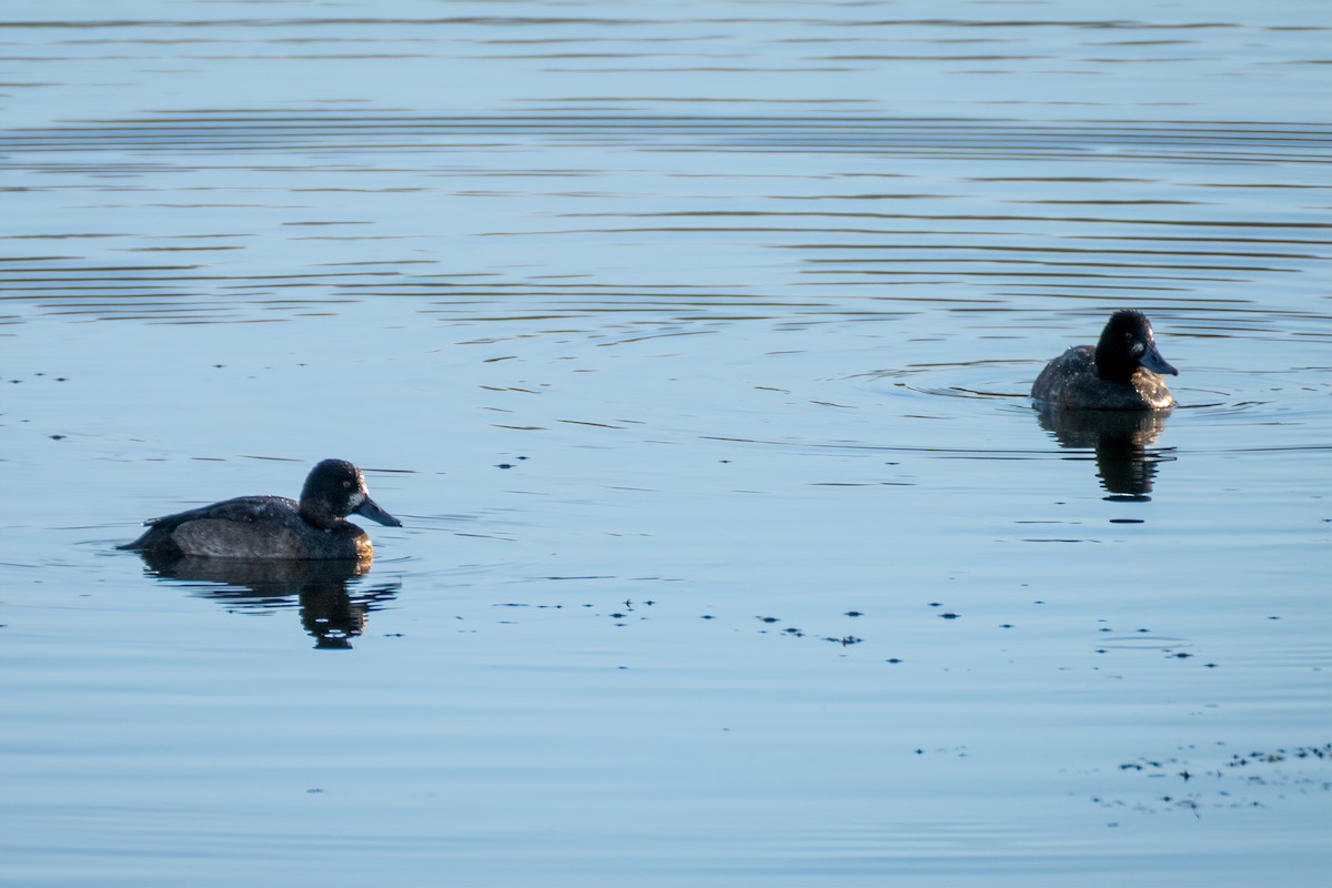 Чернь американська - ML646331700