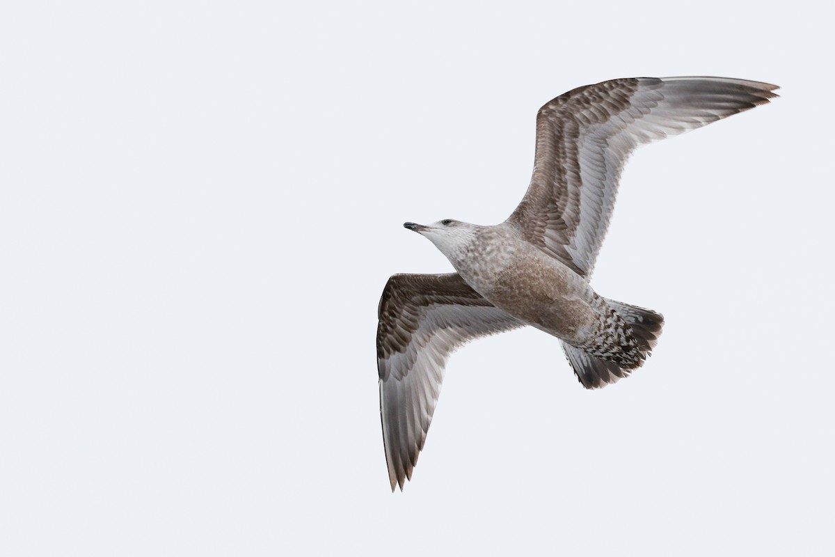 Мартин американський - ML646331701