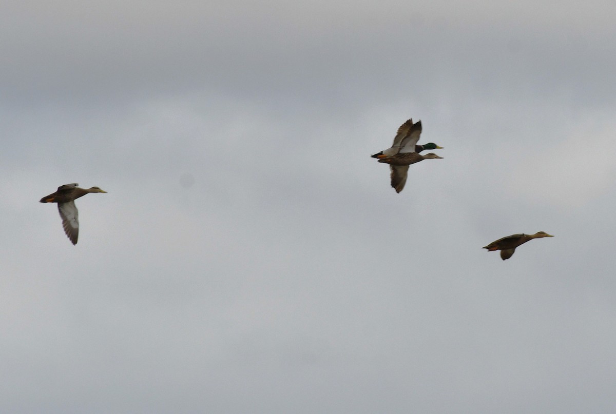 Mallard - ML646331702