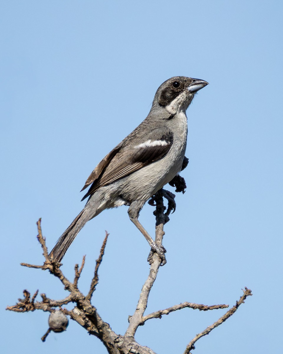 White-banded Tanager - ML646331705