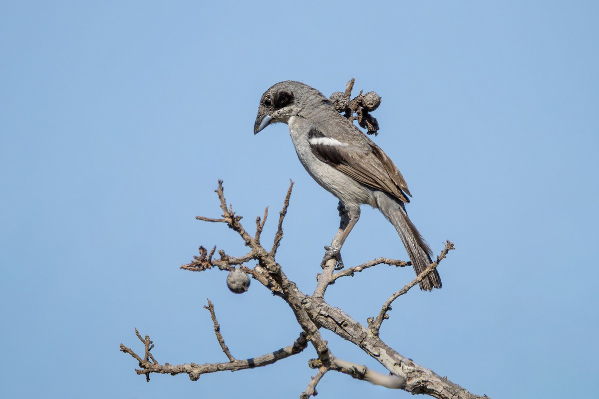 White-banded Tanager - ML646331706