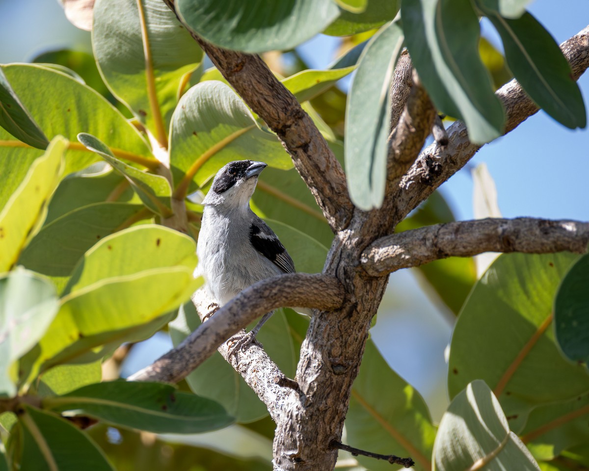 White-banded Tanager - ML646331708