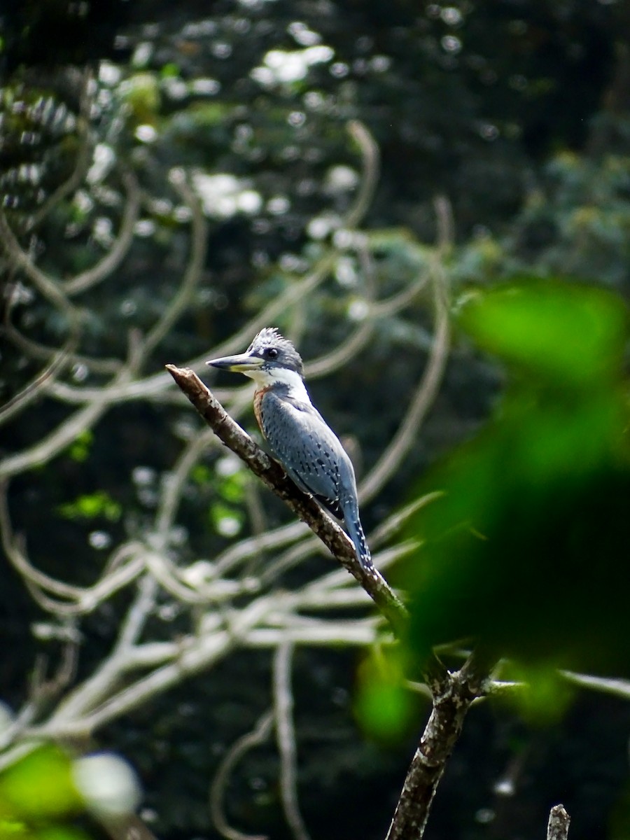 Ringed Kingfisher - ML646331709
