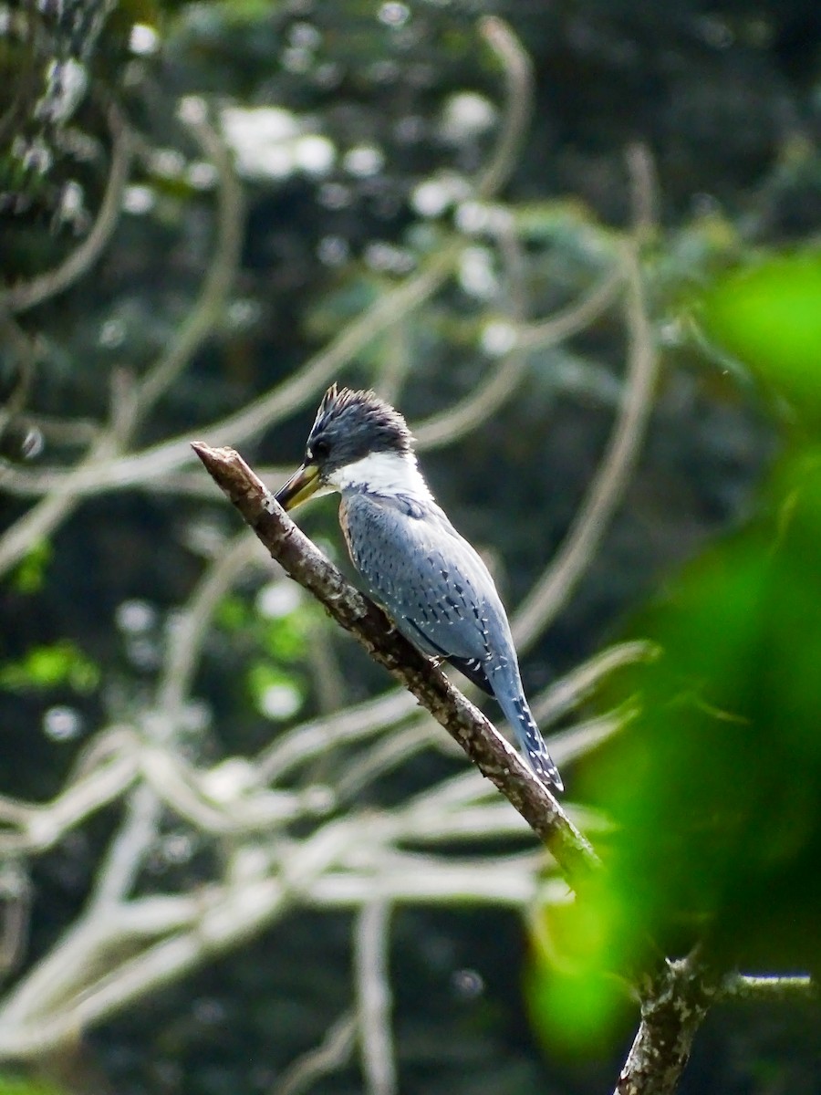 Ringed Kingfisher - ML646331710