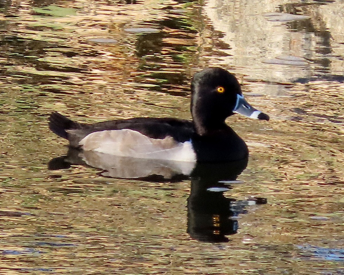 Ring-necked Duck - ML646331714