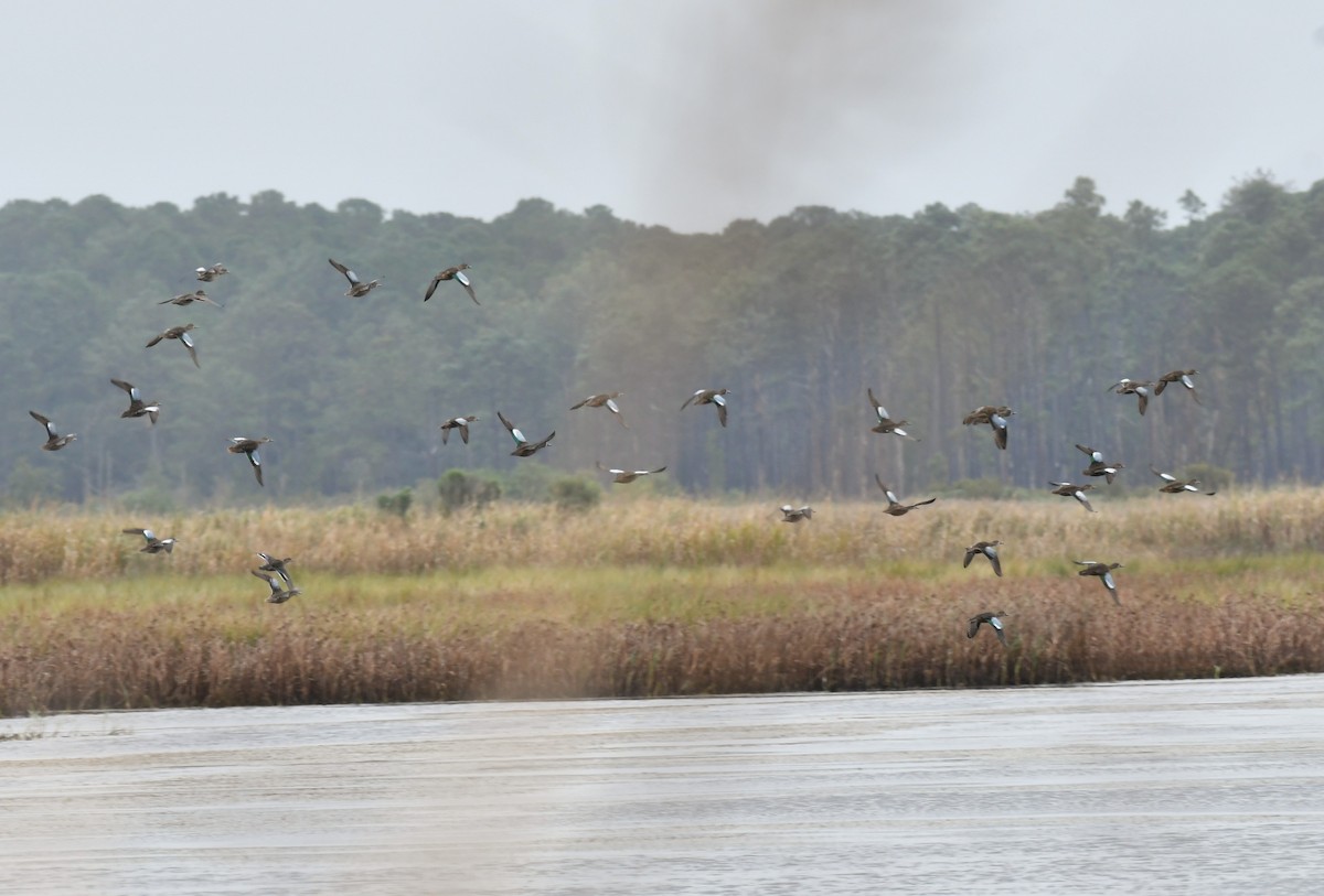 Blauflügelente - ML646331715