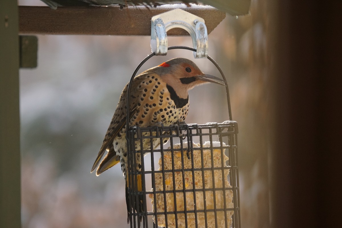 Northern Flicker - ML646331716