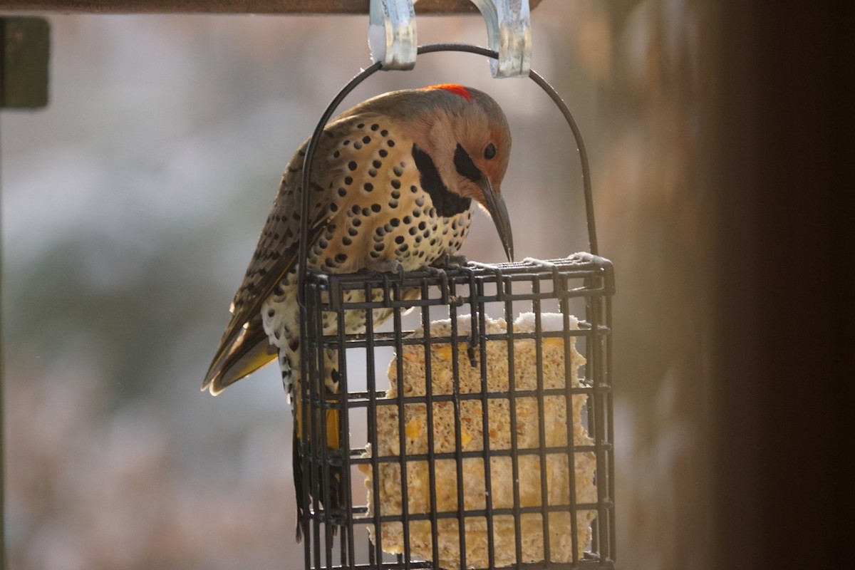 Northern Flicker - ML646331717