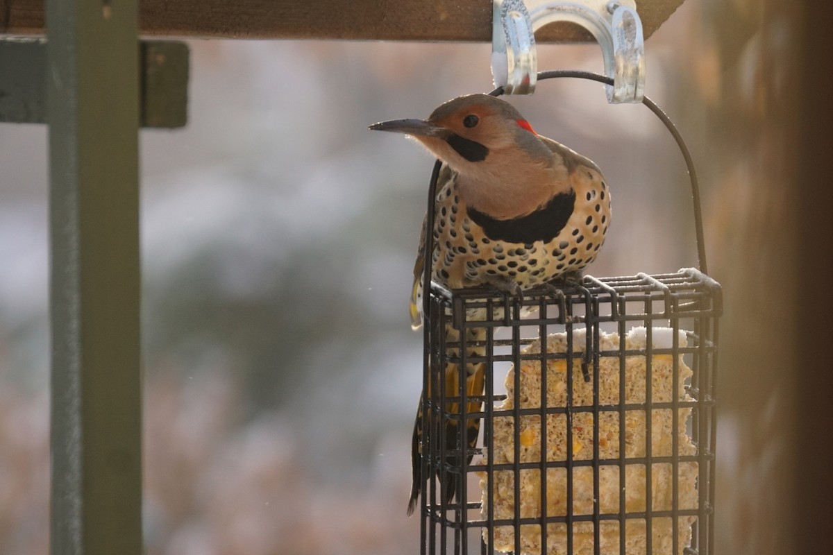 Northern Flicker - ML646331718