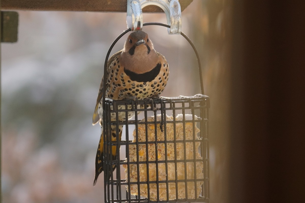 Northern Flicker - ML646331719