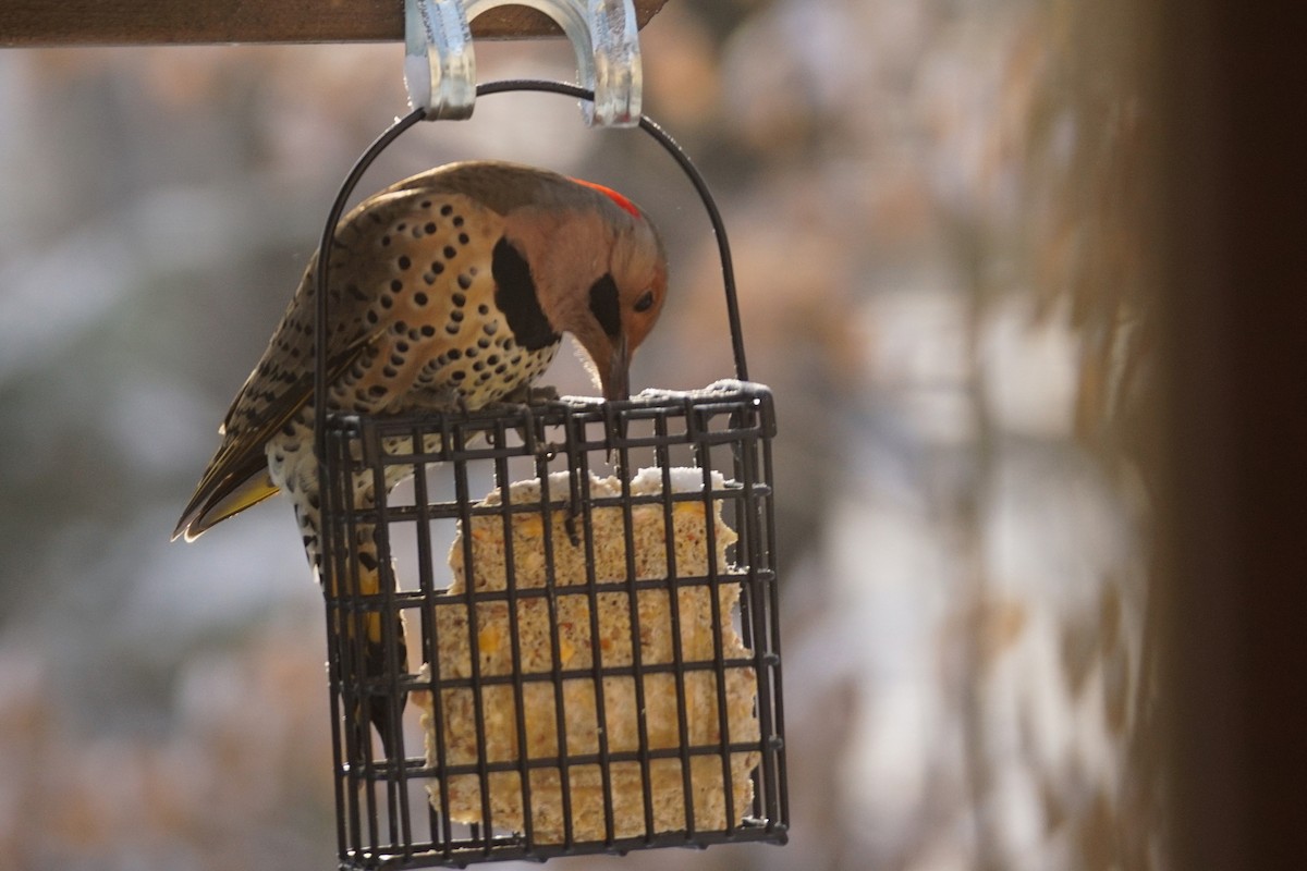 Northern Flicker - ML646331720