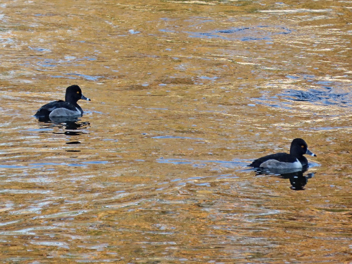 Ring-necked Duck - ML646331723
