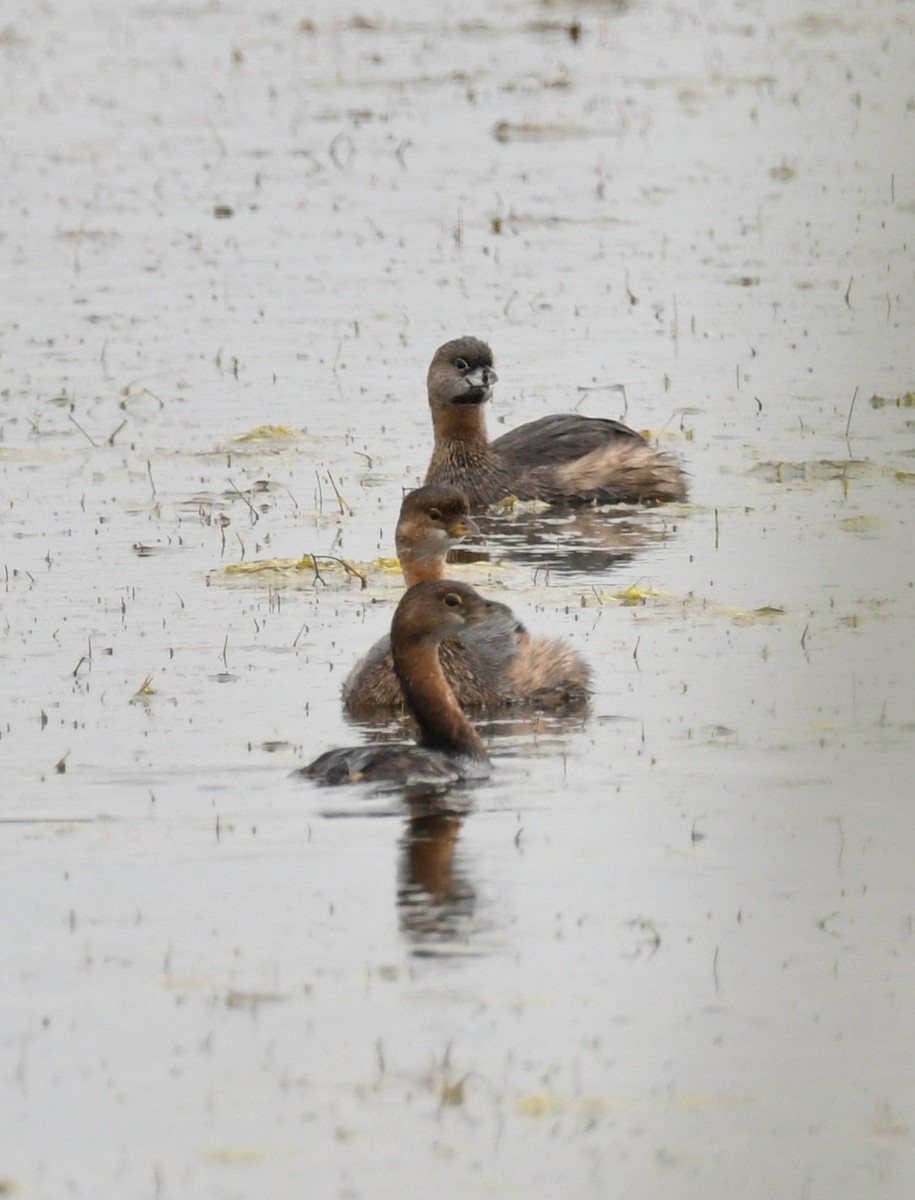 Pied-billed Grebe - ML646331724