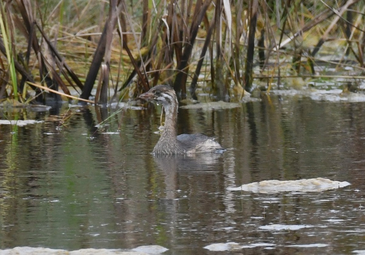 Pied-billed Grebe - ML646331725