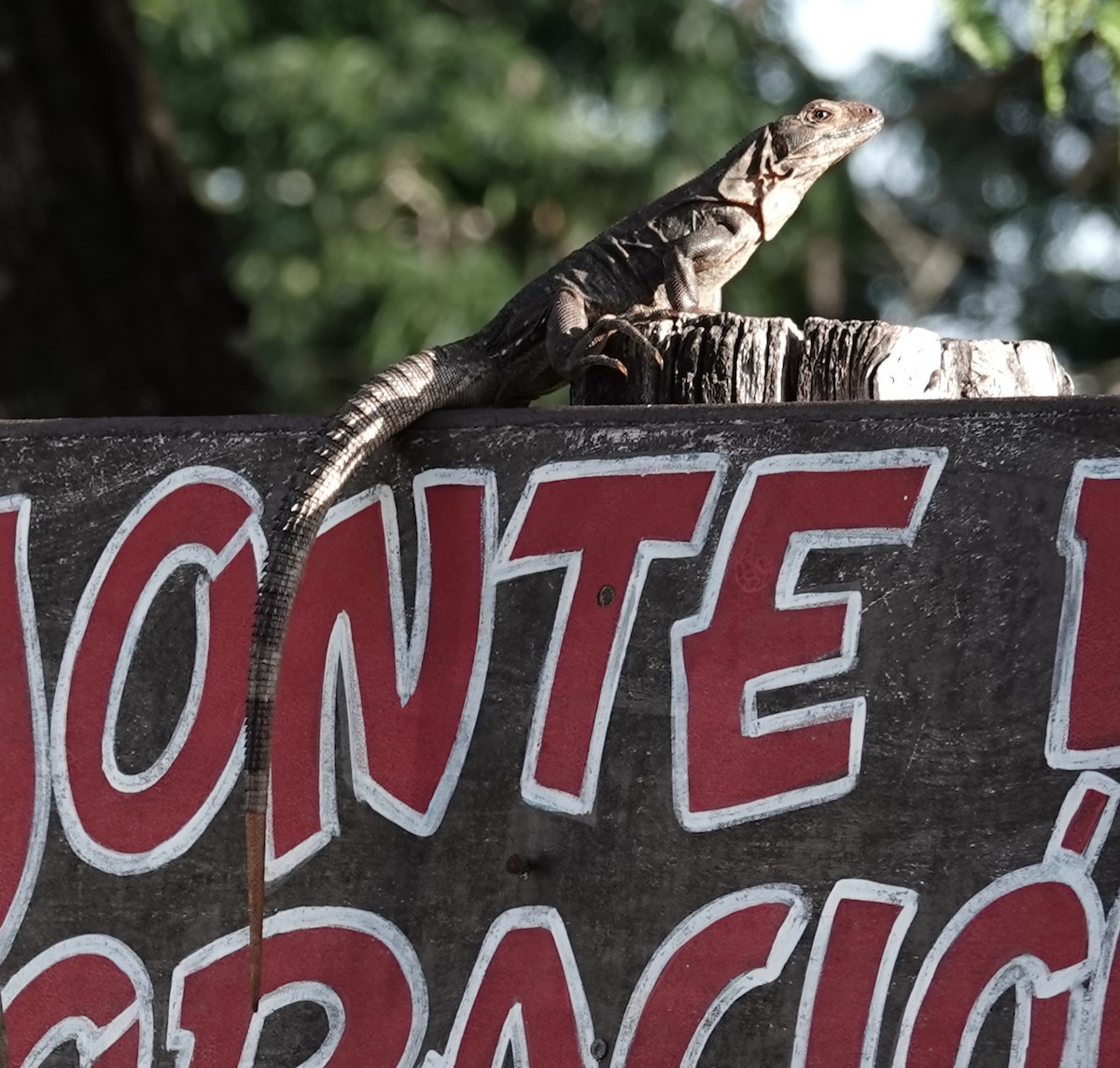 Animals - ML646331726