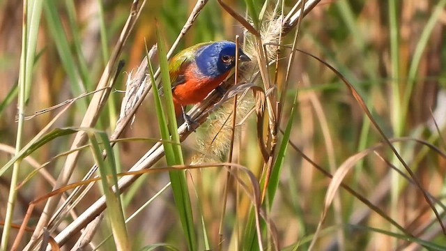 Painted Bunting - ML646331731